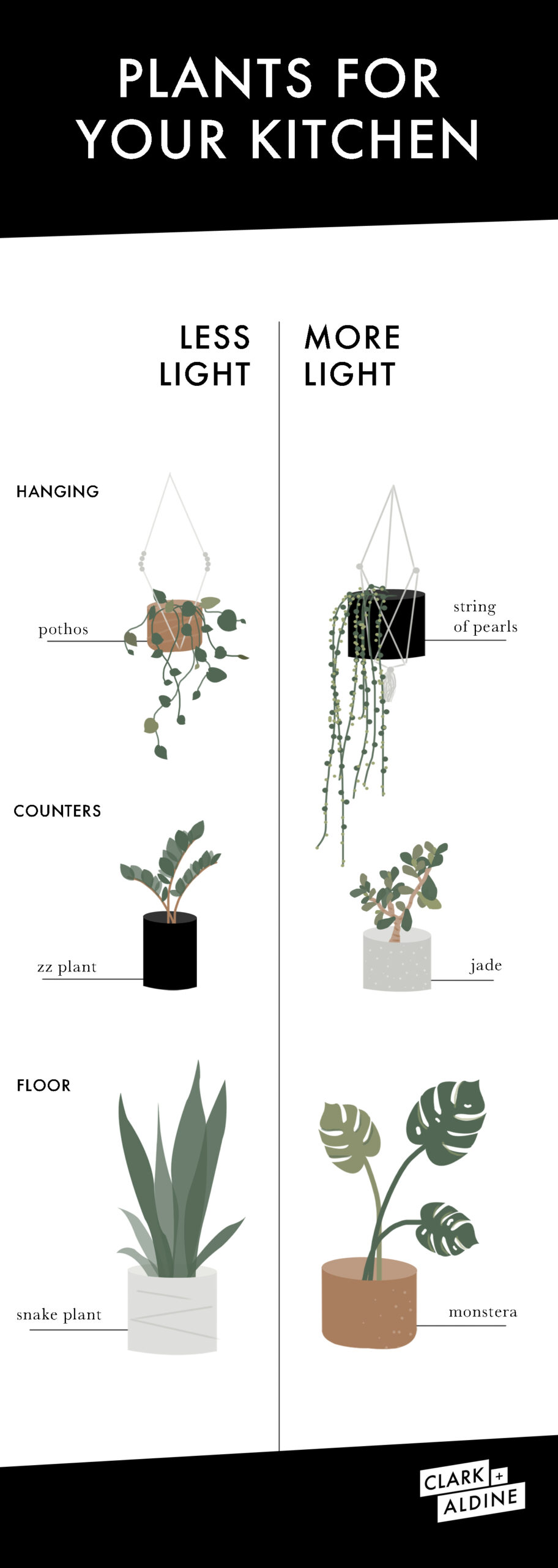 KITCHEN PLANTS EVEN YOU WON’T KILL image 1