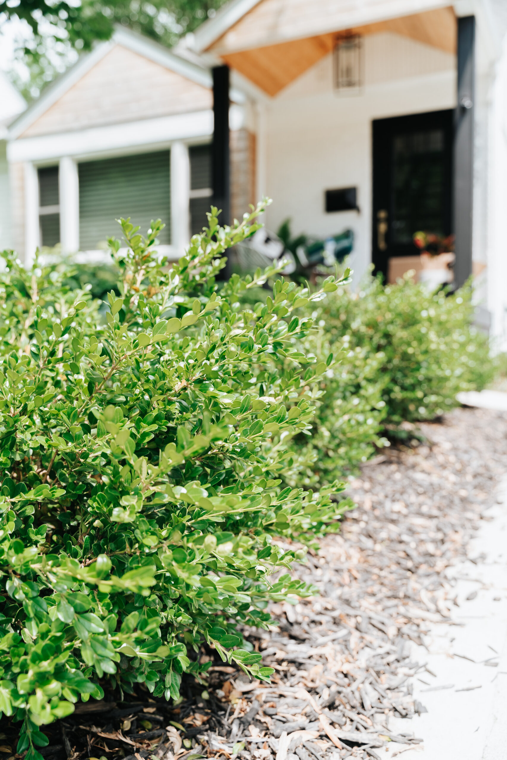 HOW TO CREATE LOW-MAINTENANCE LANDSCAPING FOR YOUR FRONT YARD image 12